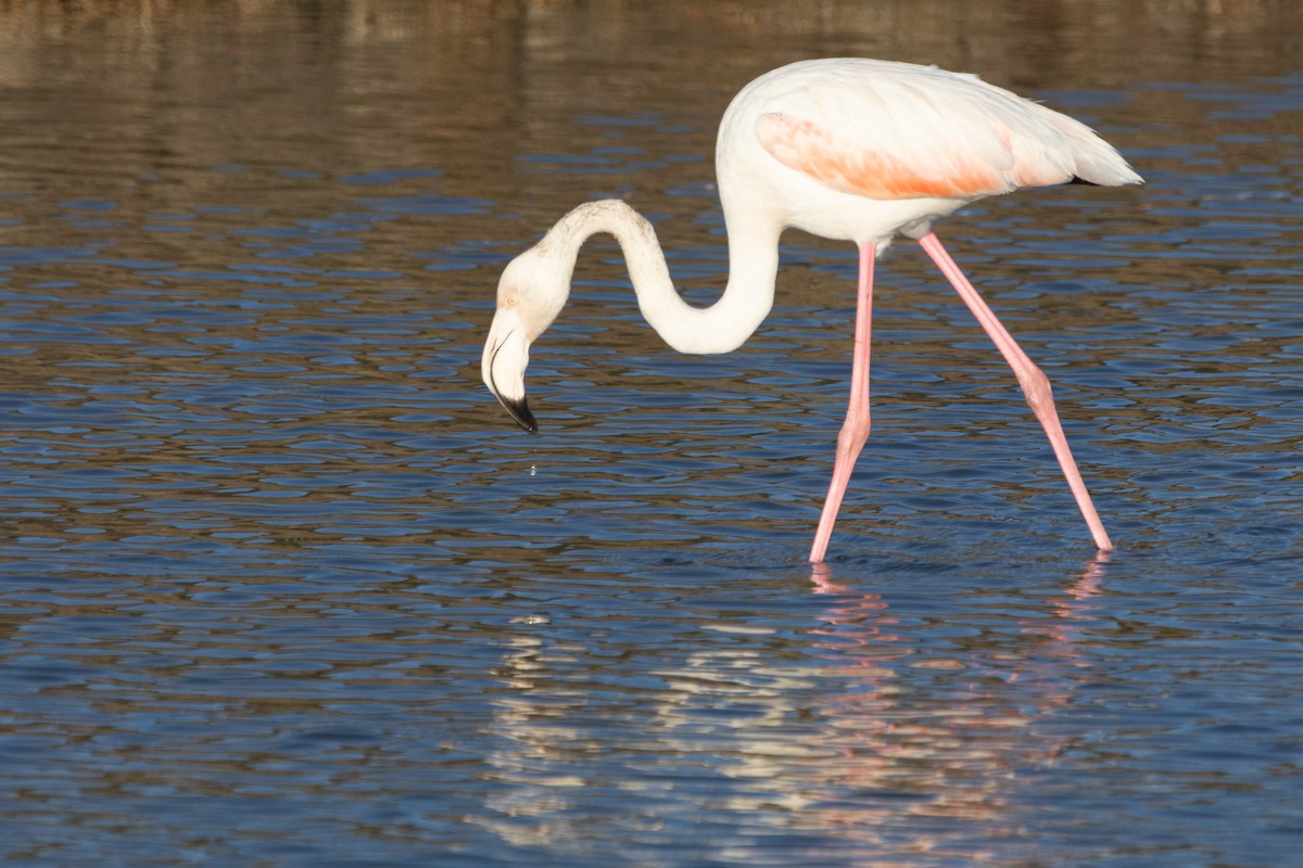 Greater Flamingo - ML612634995