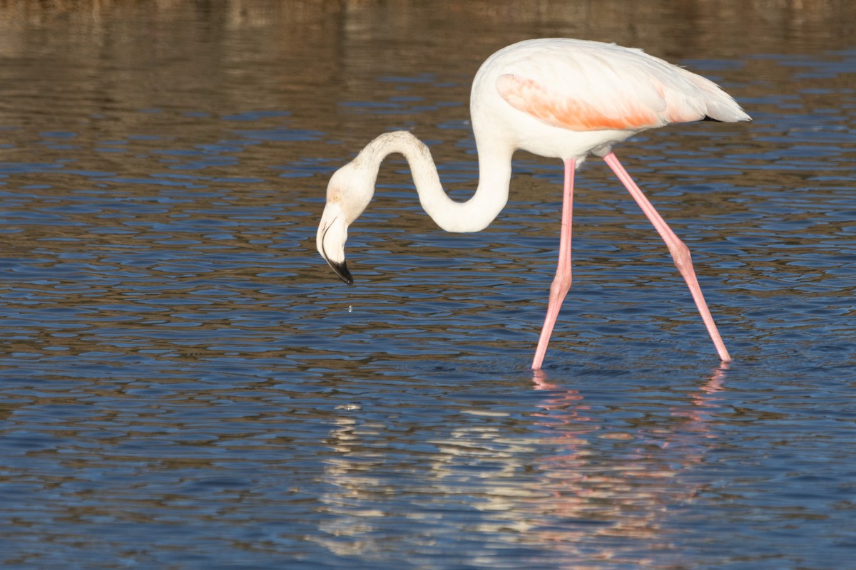 Flamant rose - ML612634995