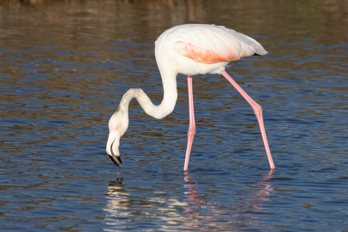 Greater Flamingo - ML612635000