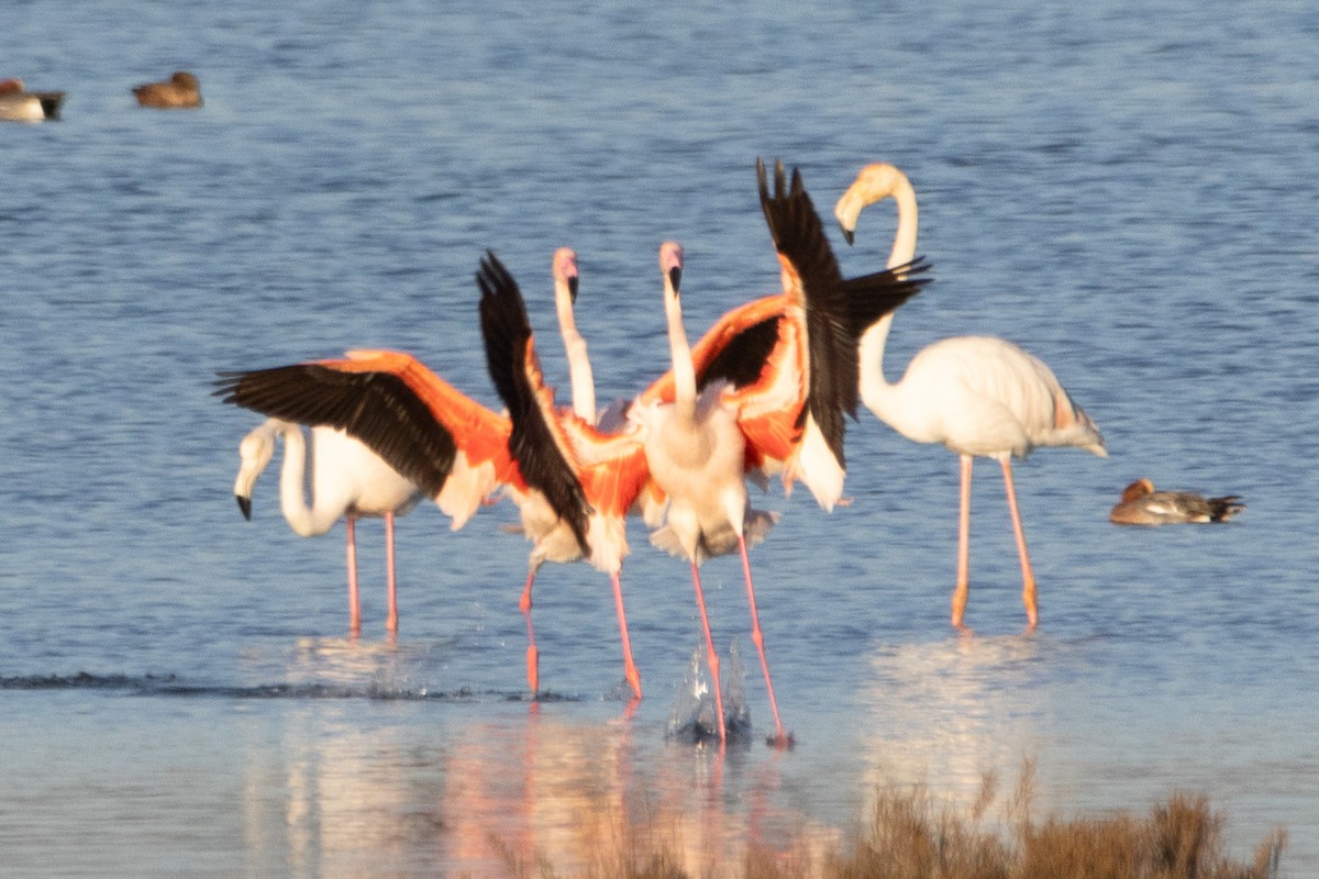 Greater Flamingo - ML612635013