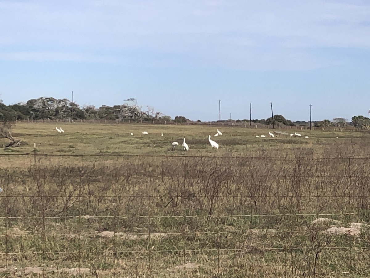 Whooping Crane - Susan Foster