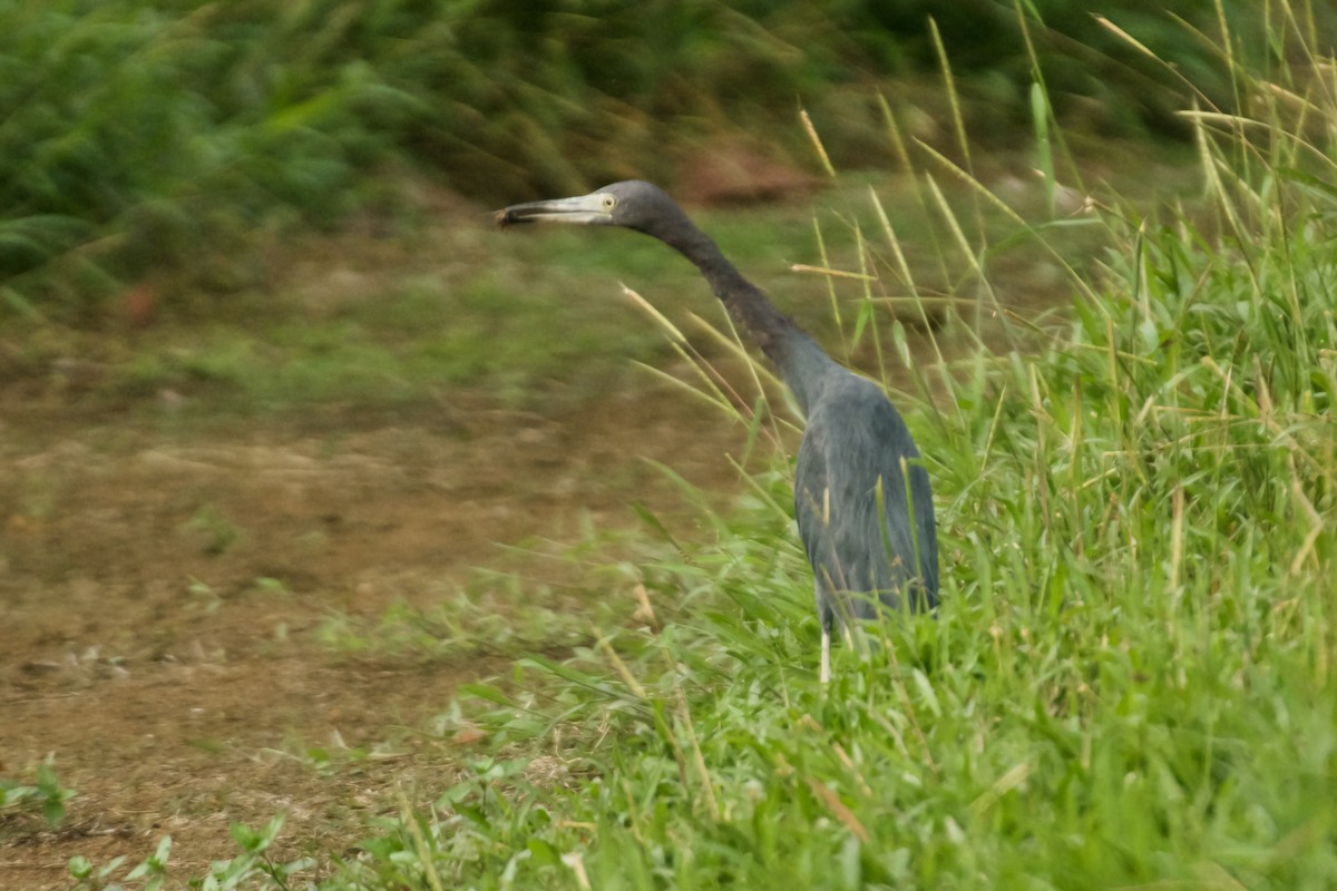 Little Blue Heron - Jan Cubilla