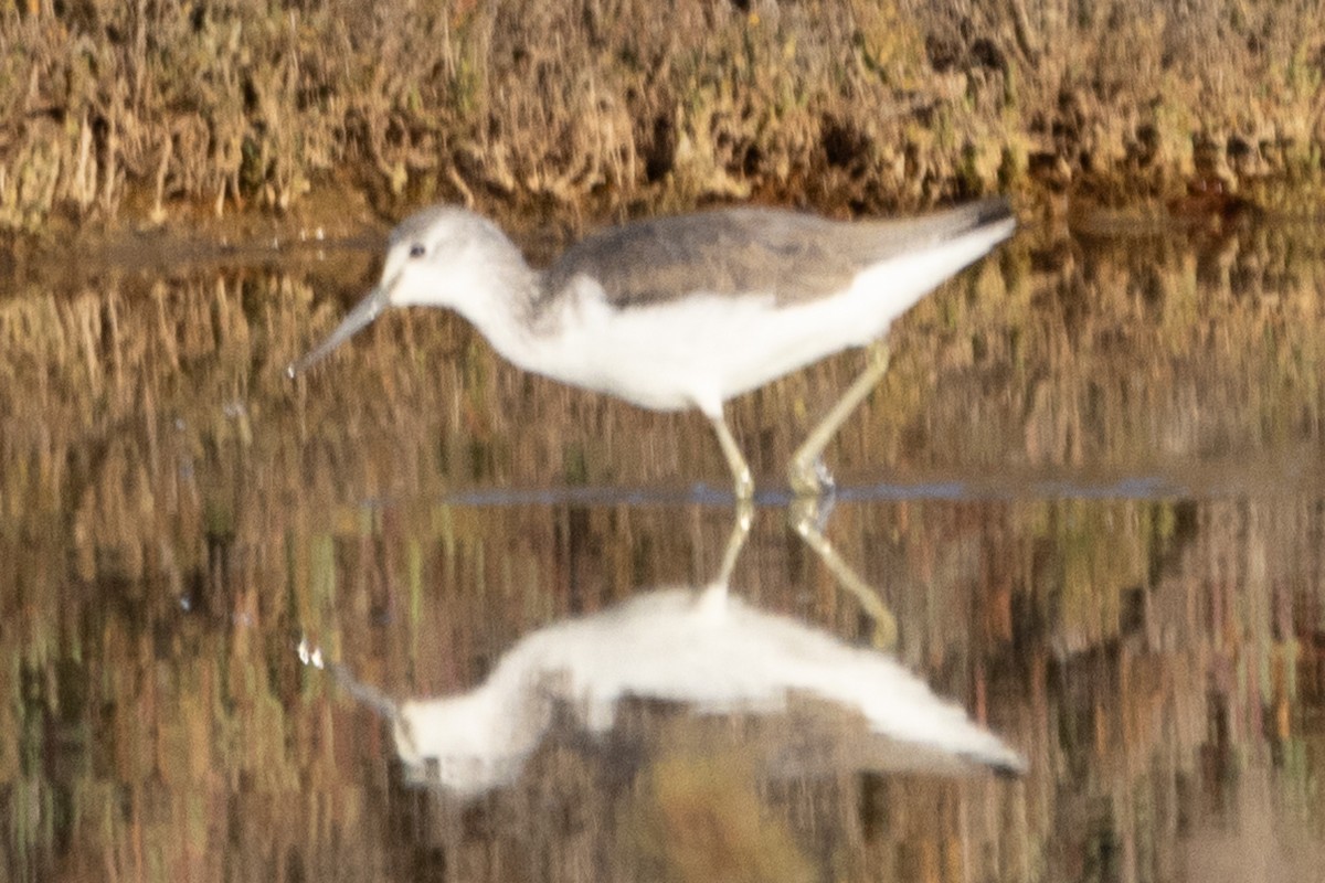 Common Greenshank - Jodhan Fine