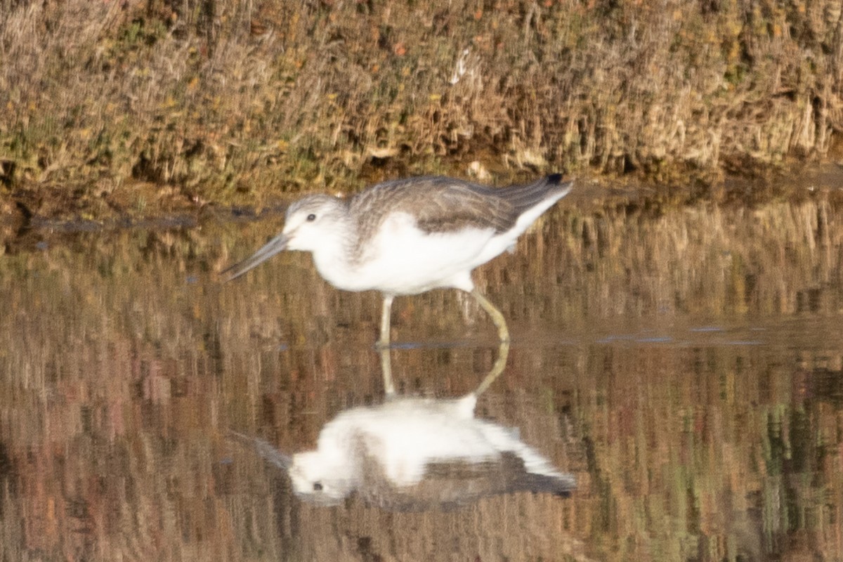 Common Greenshank - ML612635052