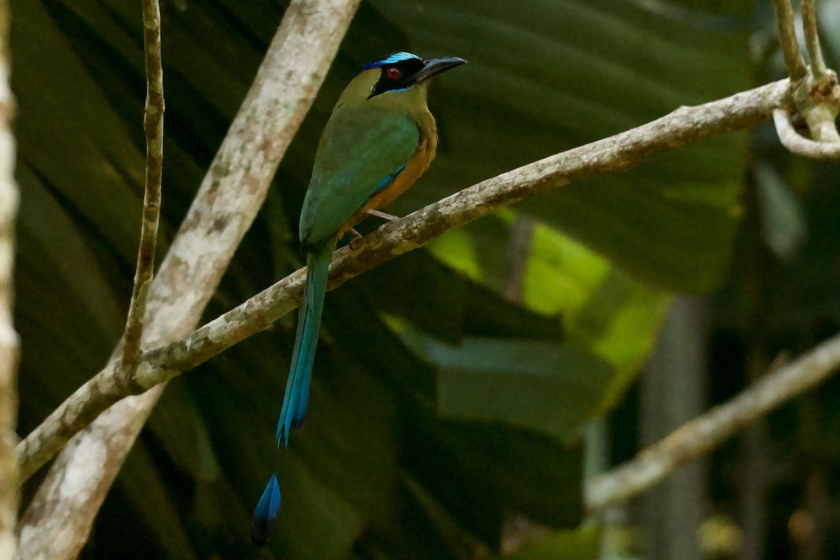 Whooping Motmot - ML612635056