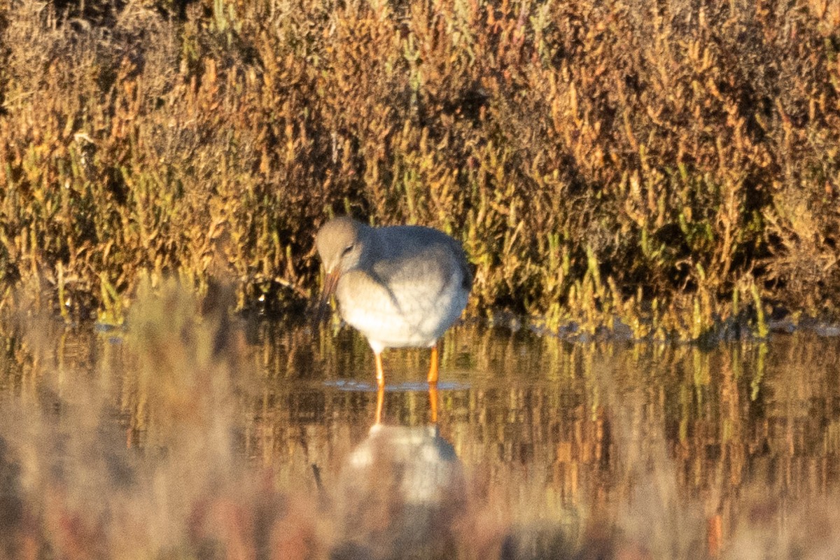 Common Redshank - ML612635070