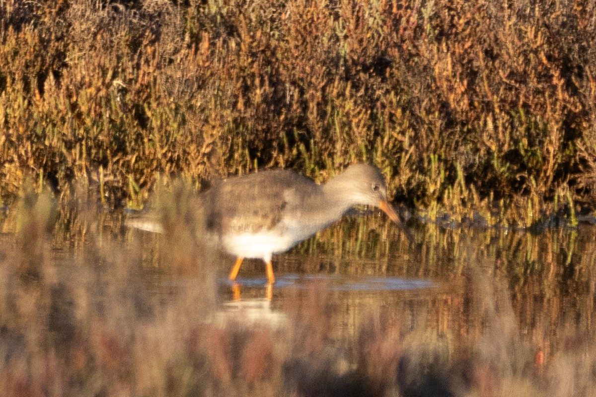 Common Redshank - ML612635072