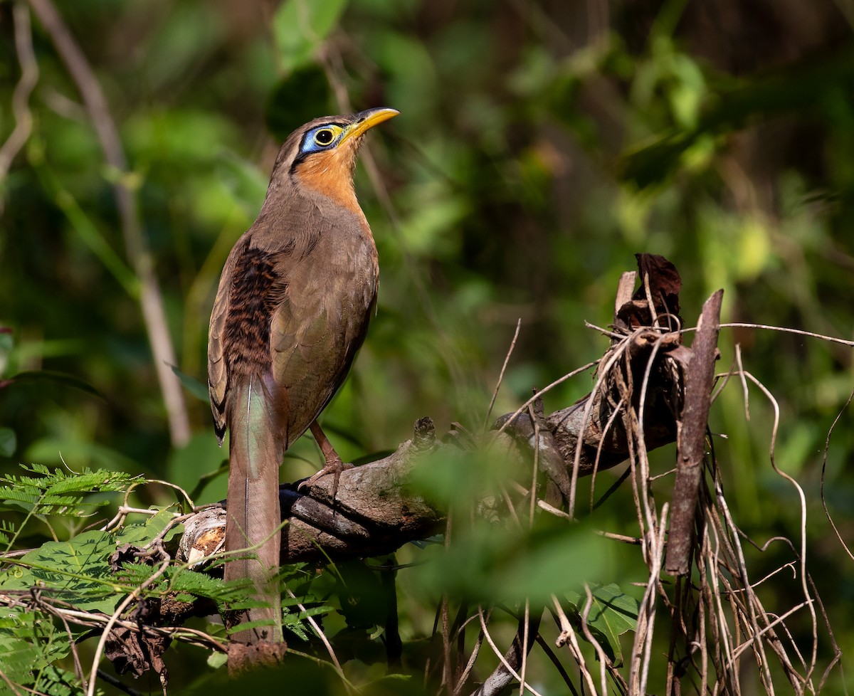 Lesser Ground-Cuckoo - William Price