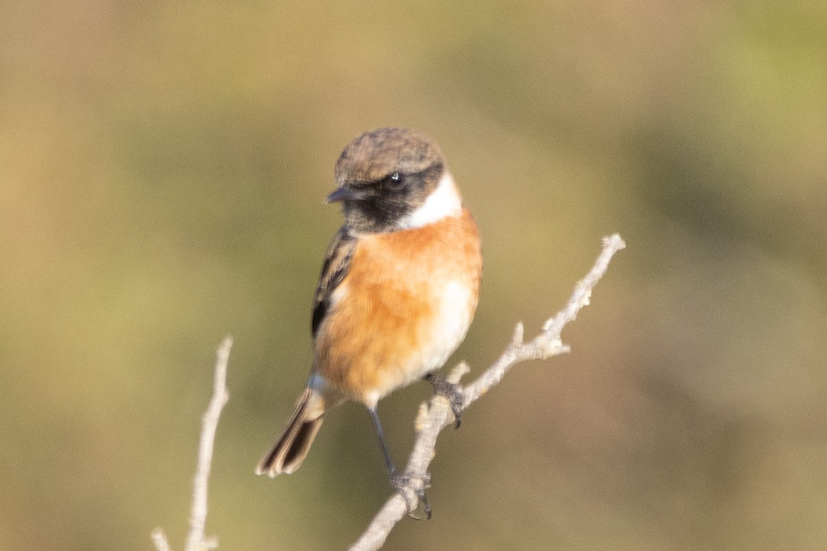 European Stonechat - ML612635155