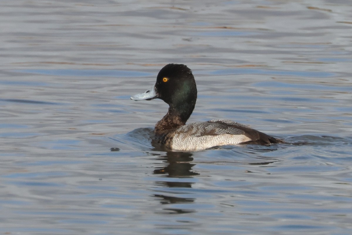 Lesser Scaup - ML612635320