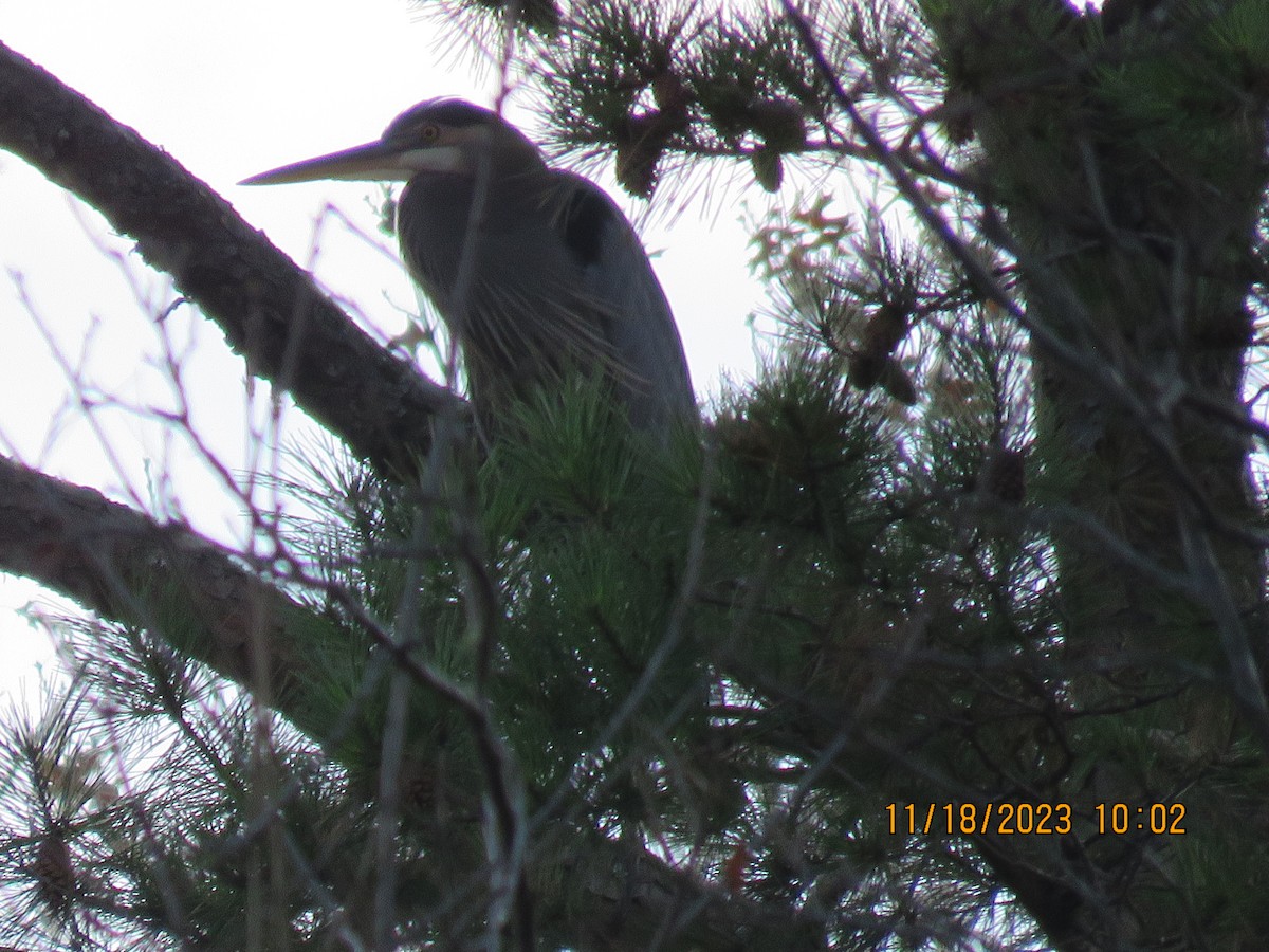 Great Blue Heron - ML612635403