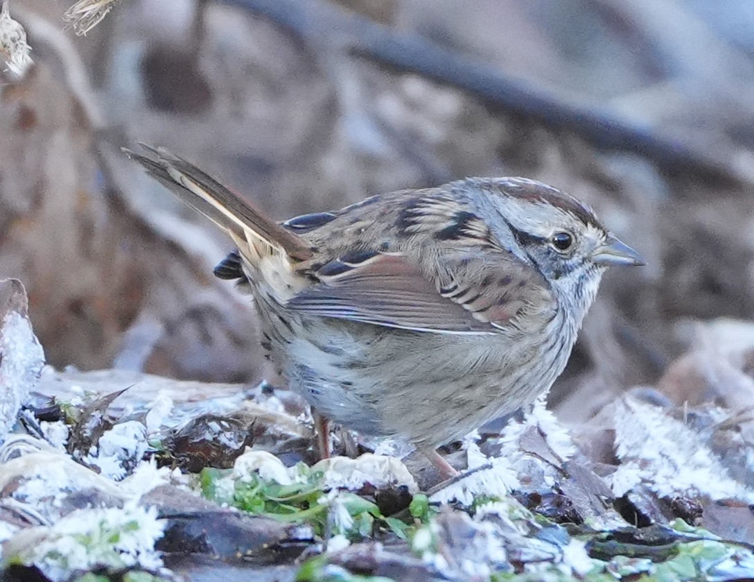 Swamp Sparrow - ML612635542