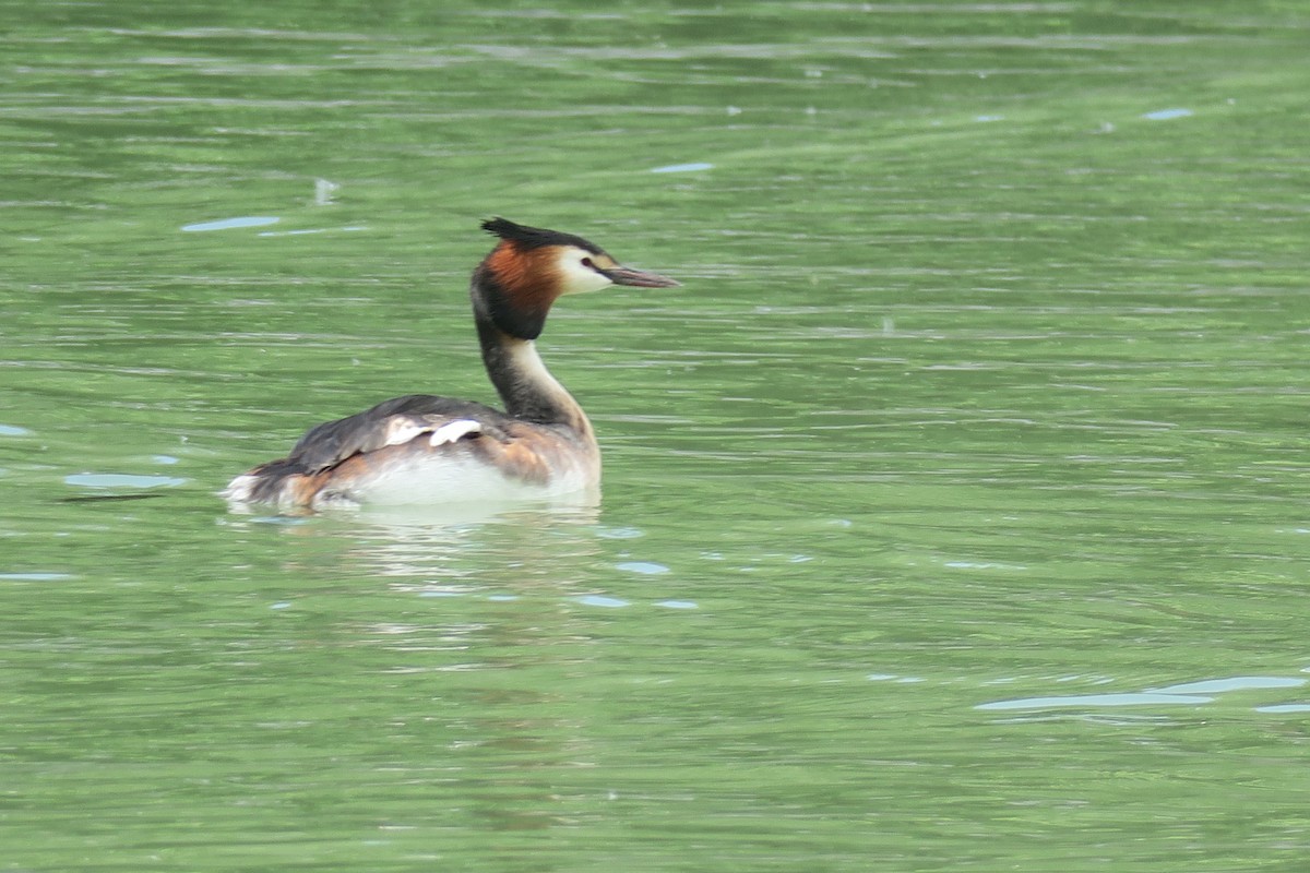 Great Crested Grebe - ML612635591