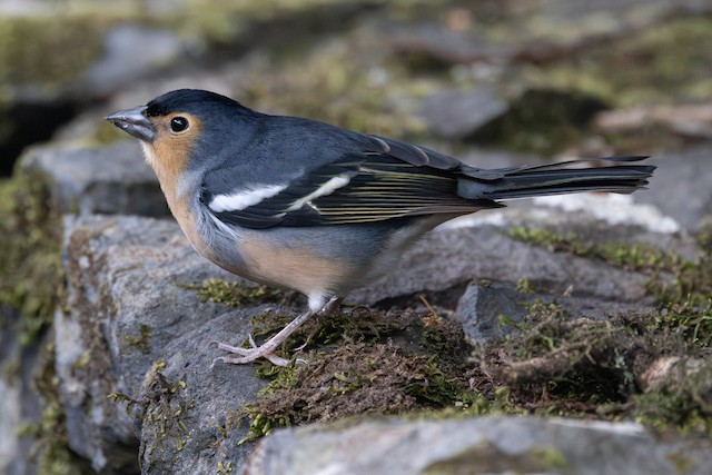 Field Identification - Canary Islands Chaffinch - Fringilla