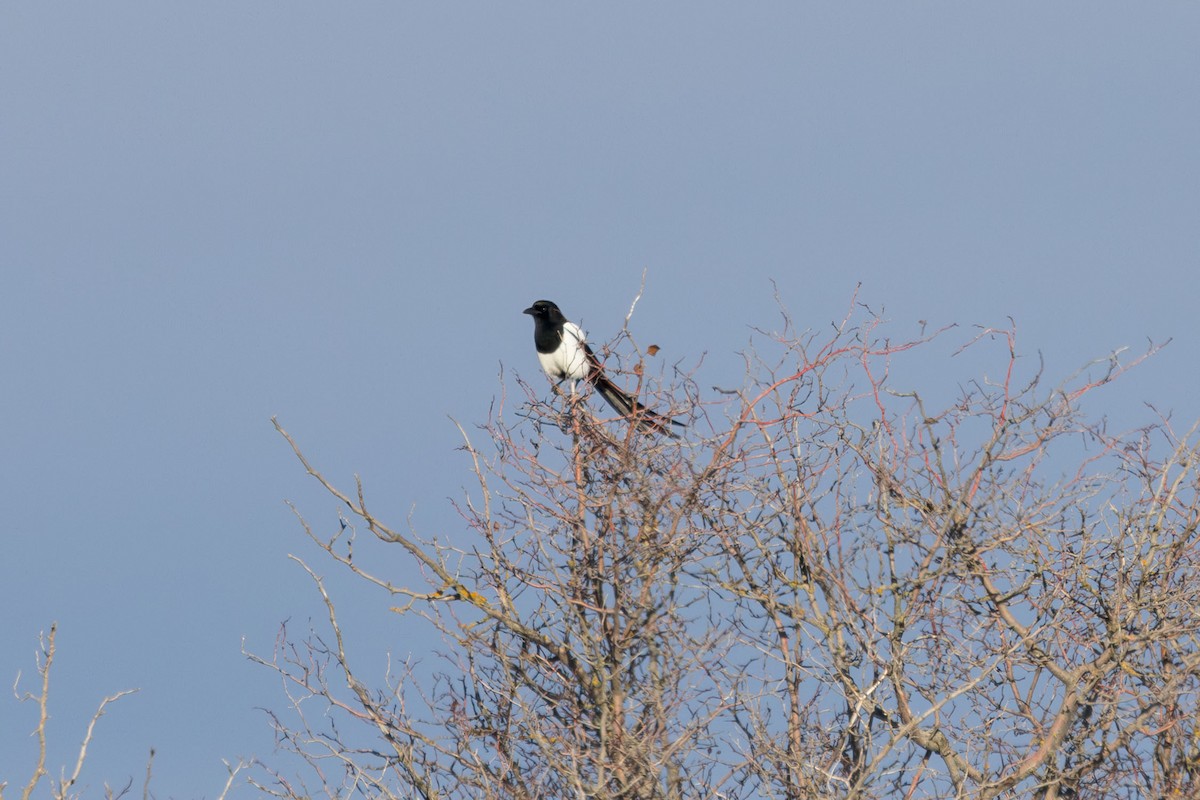Black-billed Magpie - ML612635711
