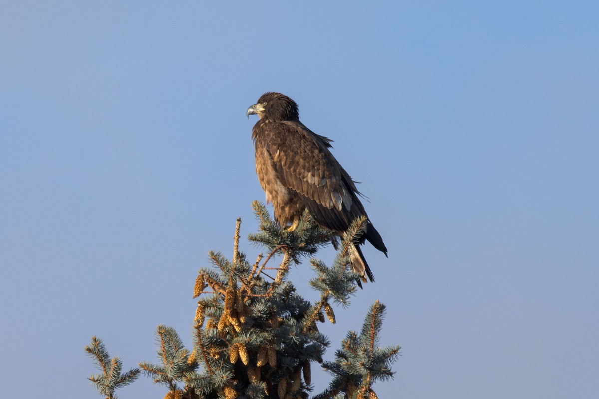 Bald Eagle - ML612635712
