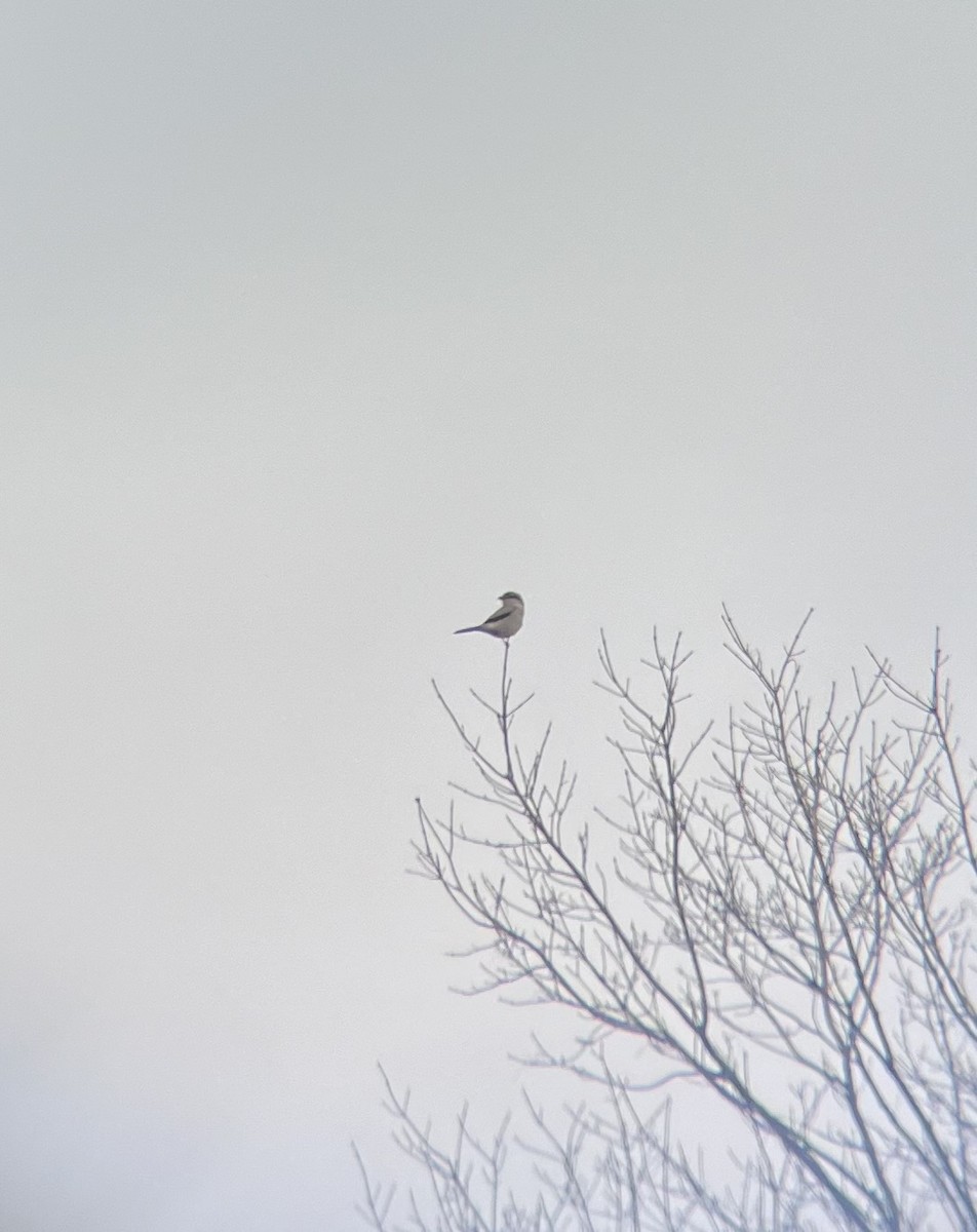 Alcaudón Boreal - ML612635713