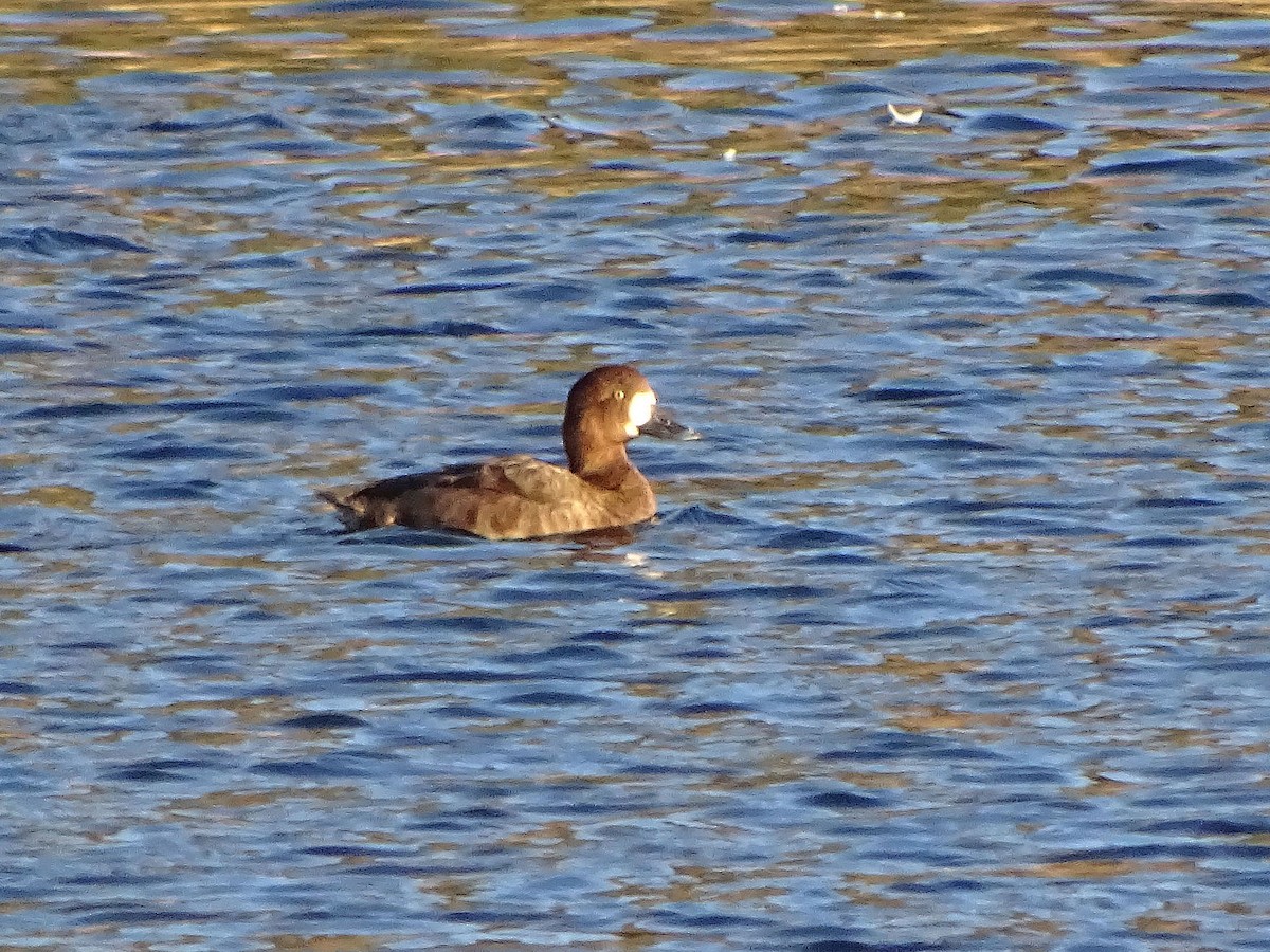 Greater Scaup - José  Velasco