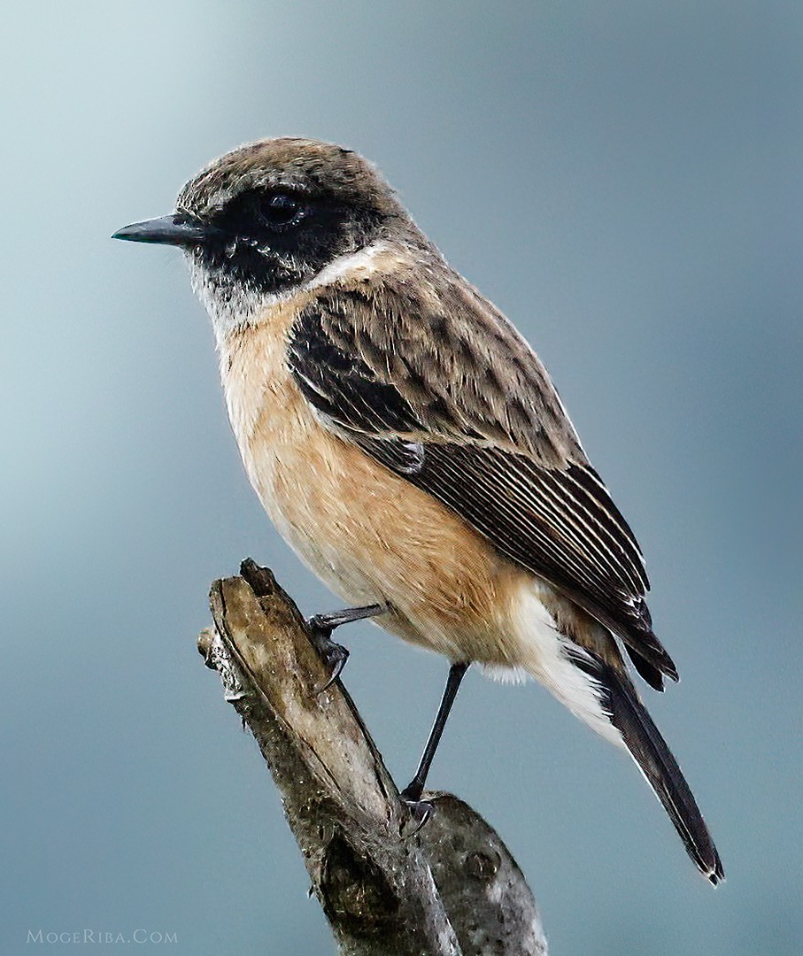 Siberian Stonechat - ML612635757