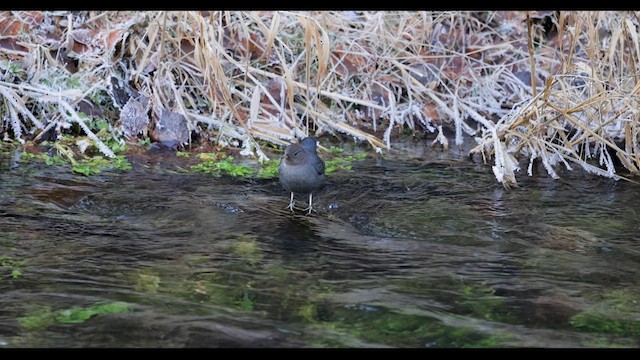 American Dipper - ML612635955