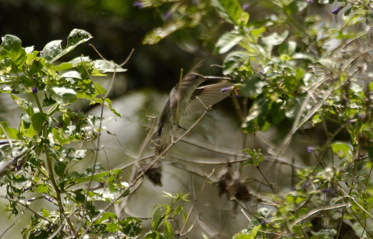 White-bellied Hummingbird - ML612636052