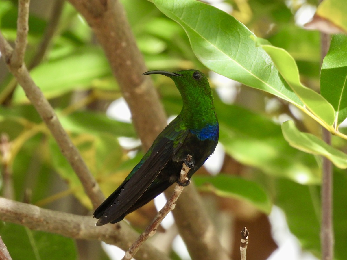 Blaustern-Antillenkolibri - ML612636063