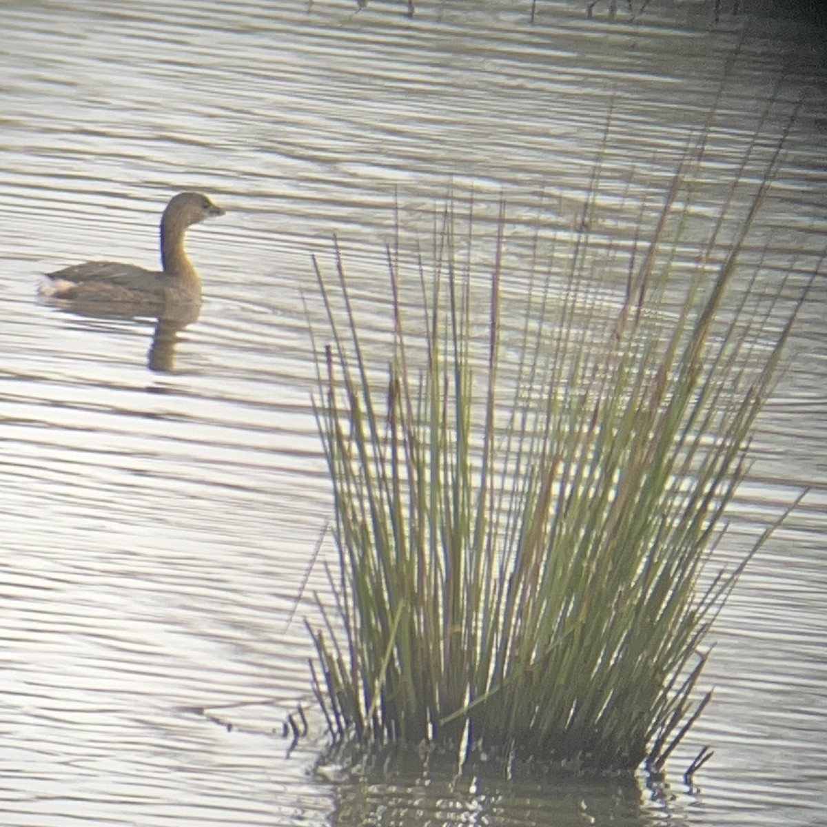 Pied-billed Grebe - ML612636086