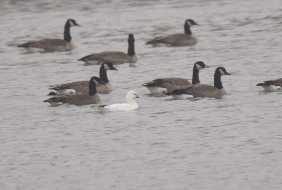 Ross's Goose - ML612636111