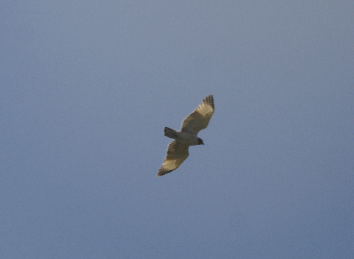 Short-tailed Hawk - ML612636116