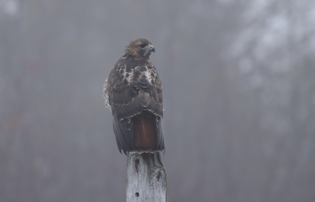 Red-tailed Hawk - ML612636173