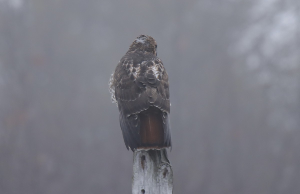 Red-tailed Hawk - ML612636174