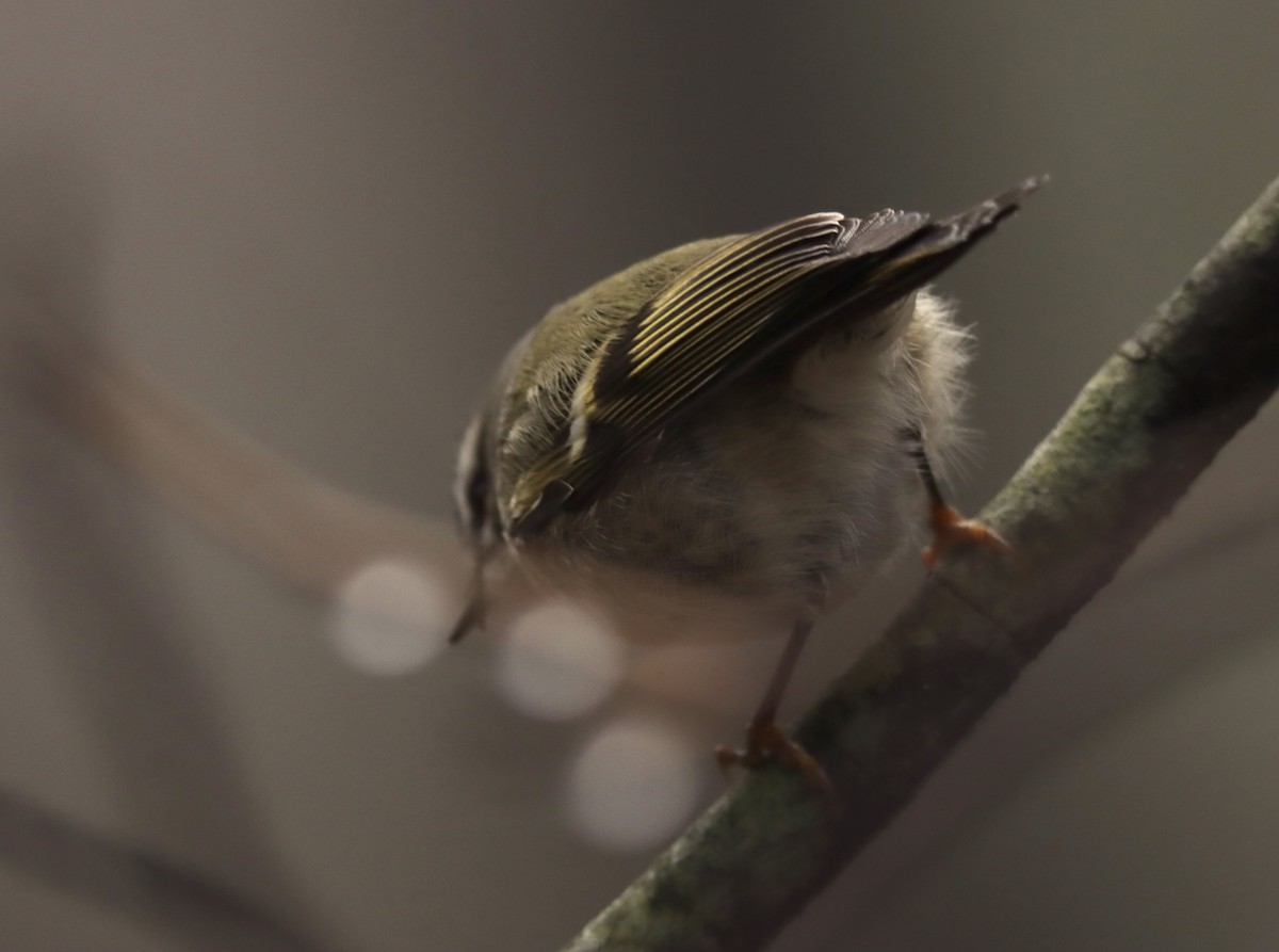 Golden-crowned Kinglet - ML612636180