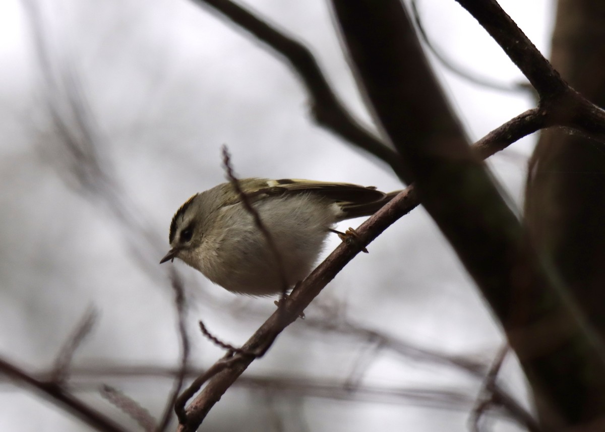 Golden-crowned Kinglet - ML612636181