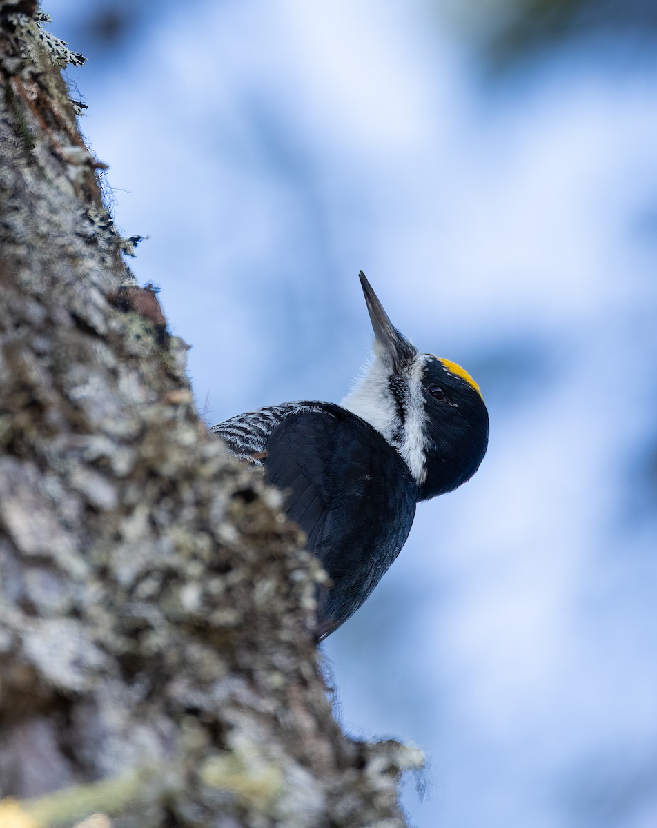 Black-backed Woodpecker - ML612636194