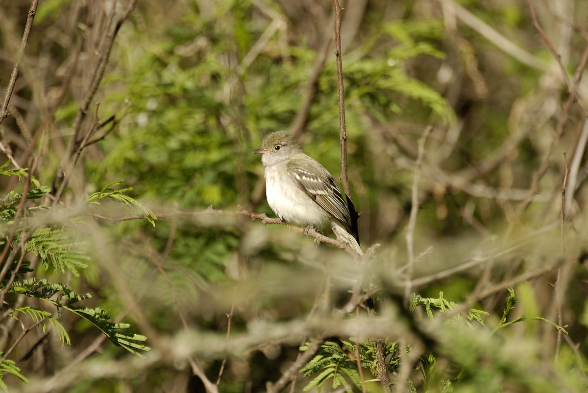 White-crested Elaenia - ML612636270
