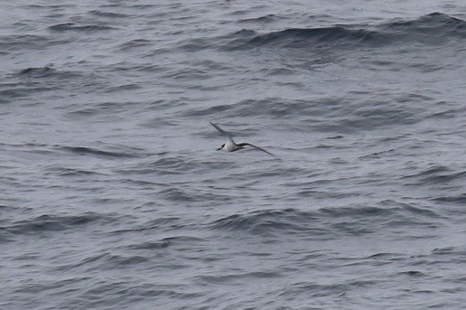 Sooty Tern - ML612636314