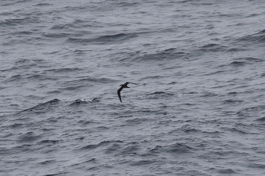 Sooty Tern - ML612636315