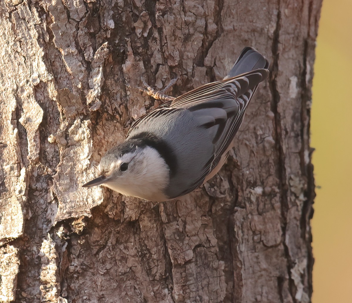 White-breasted Nuthatch - ML612636341