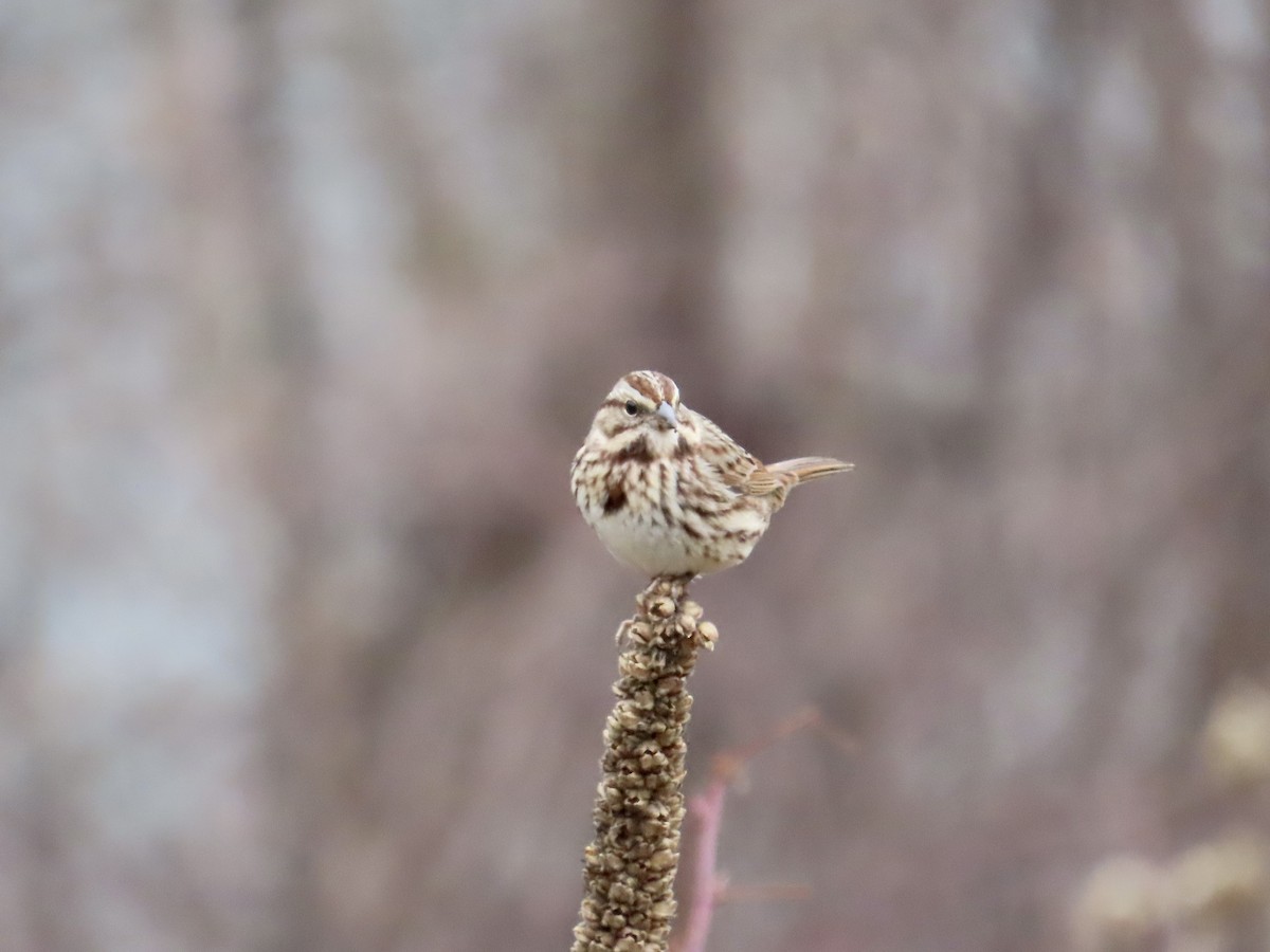 Song Sparrow - ML612636416