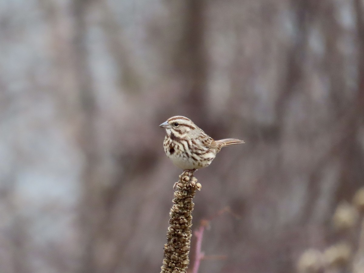 Song Sparrow - ML612636417