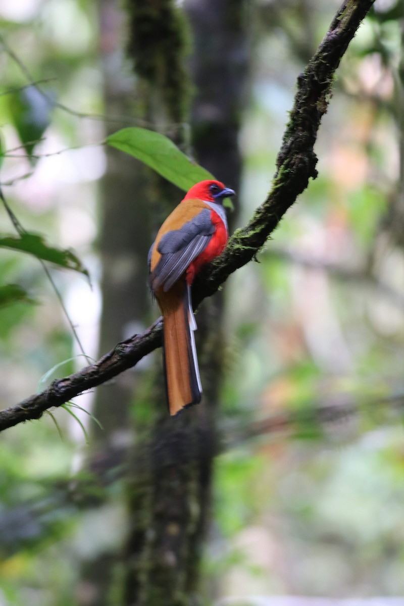 Whitehead's Trogon - ML612636452