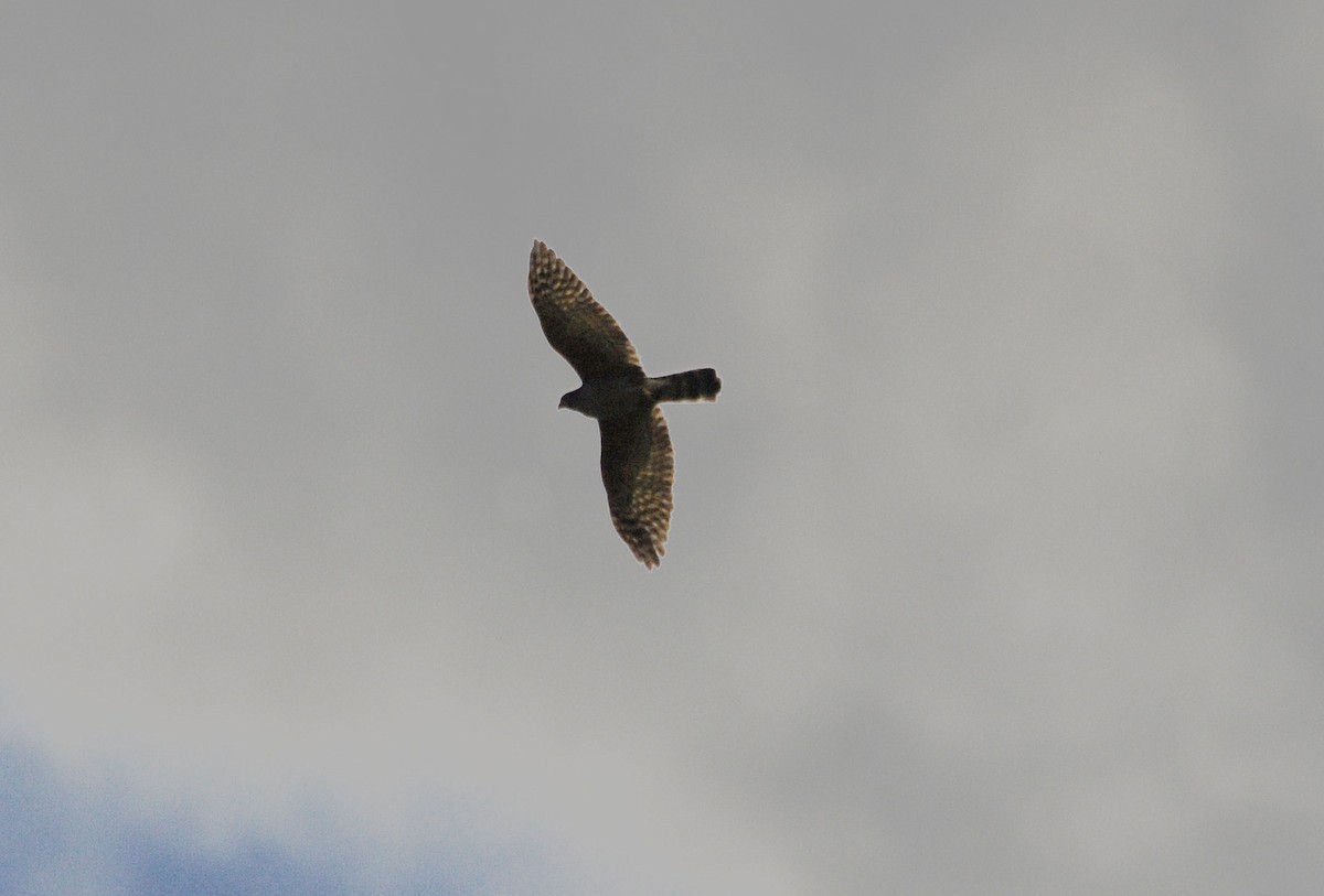 Sharp-shinned Hawk - ML612636614