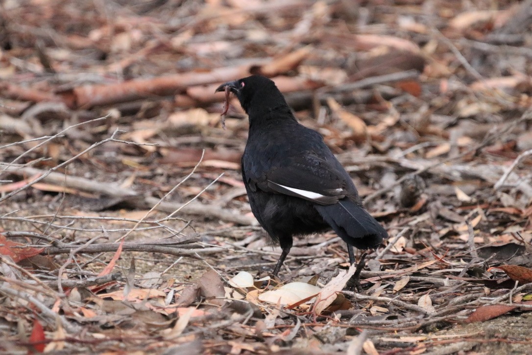 White-winged Chough - ML612636618