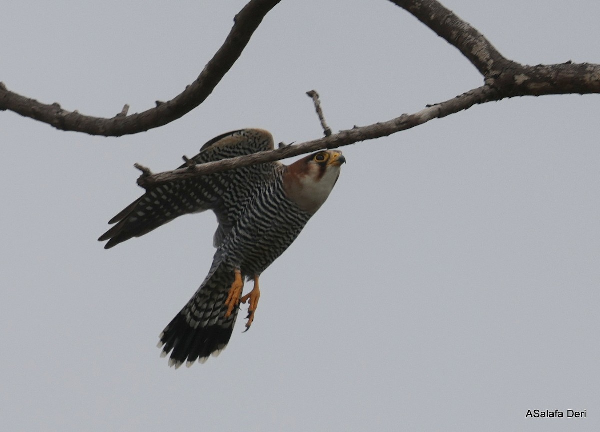 dřemlík rudohlavý (ssp. ruficollis/horsbrughi) - ML612636623