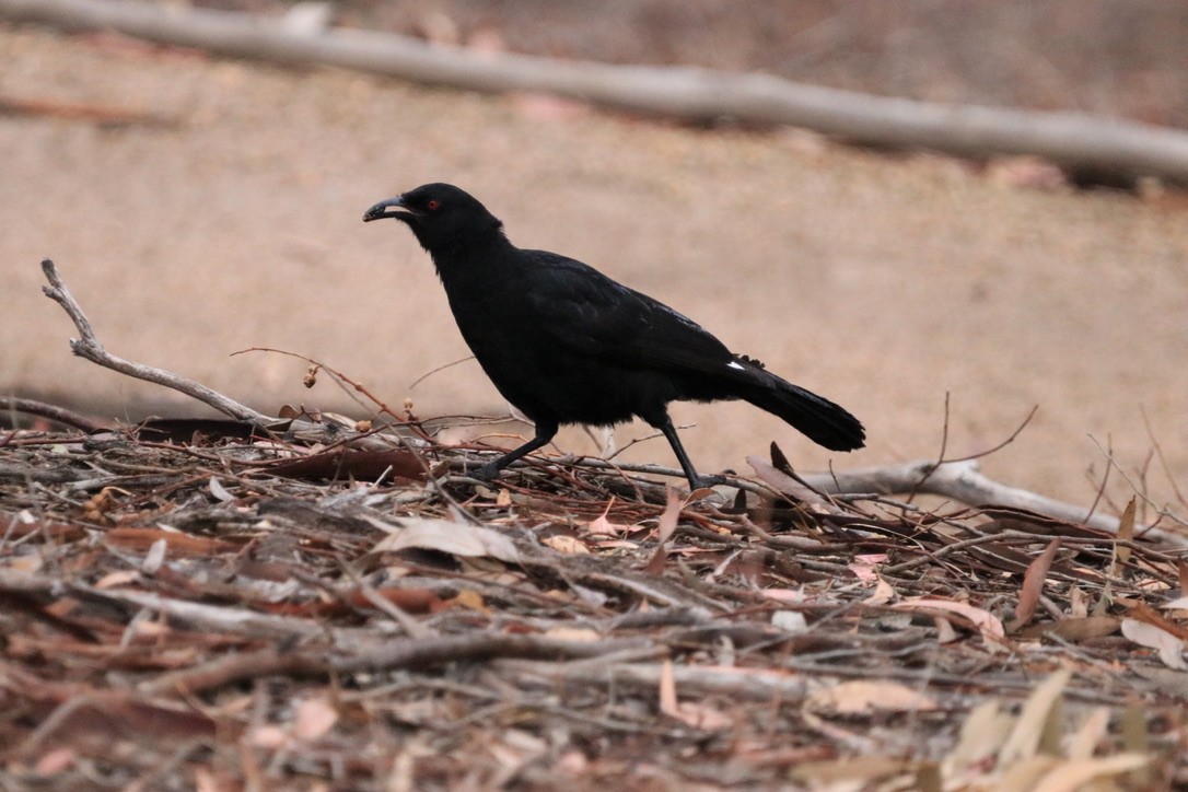 White-winged Chough - Ryan Leys