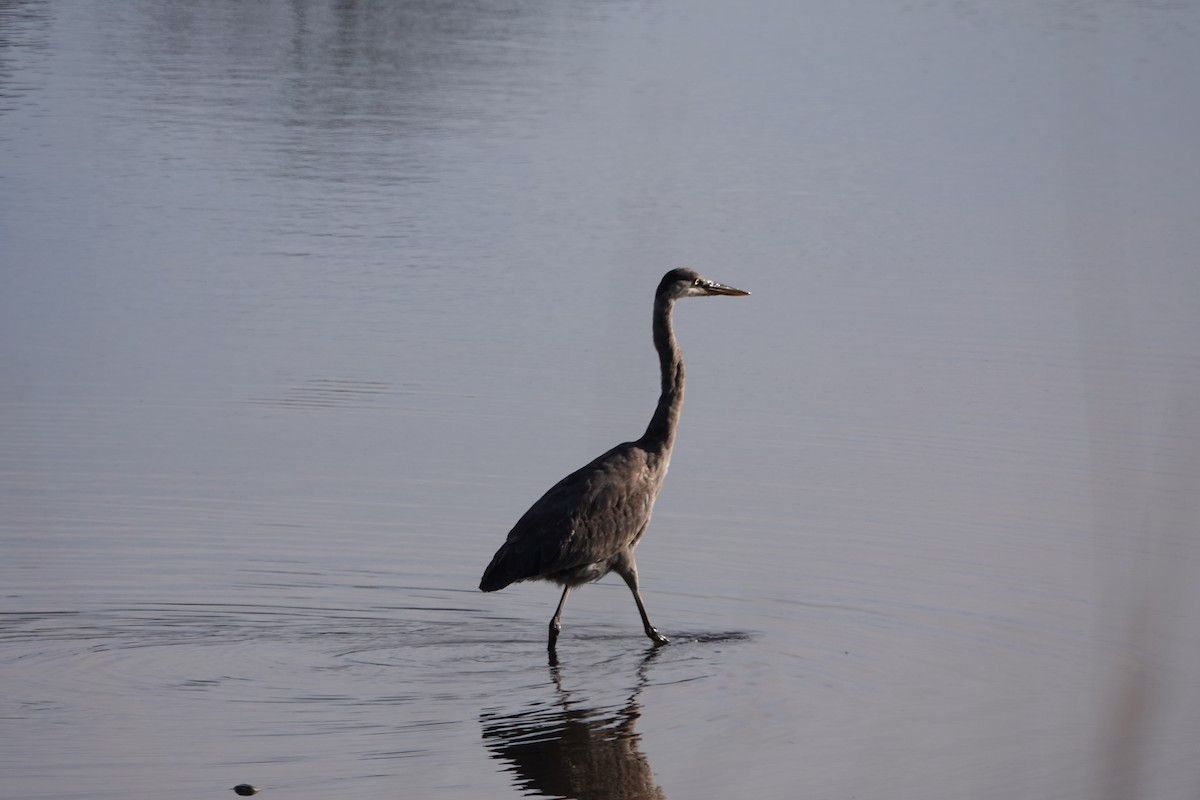 Garza Azulada - ML612636657