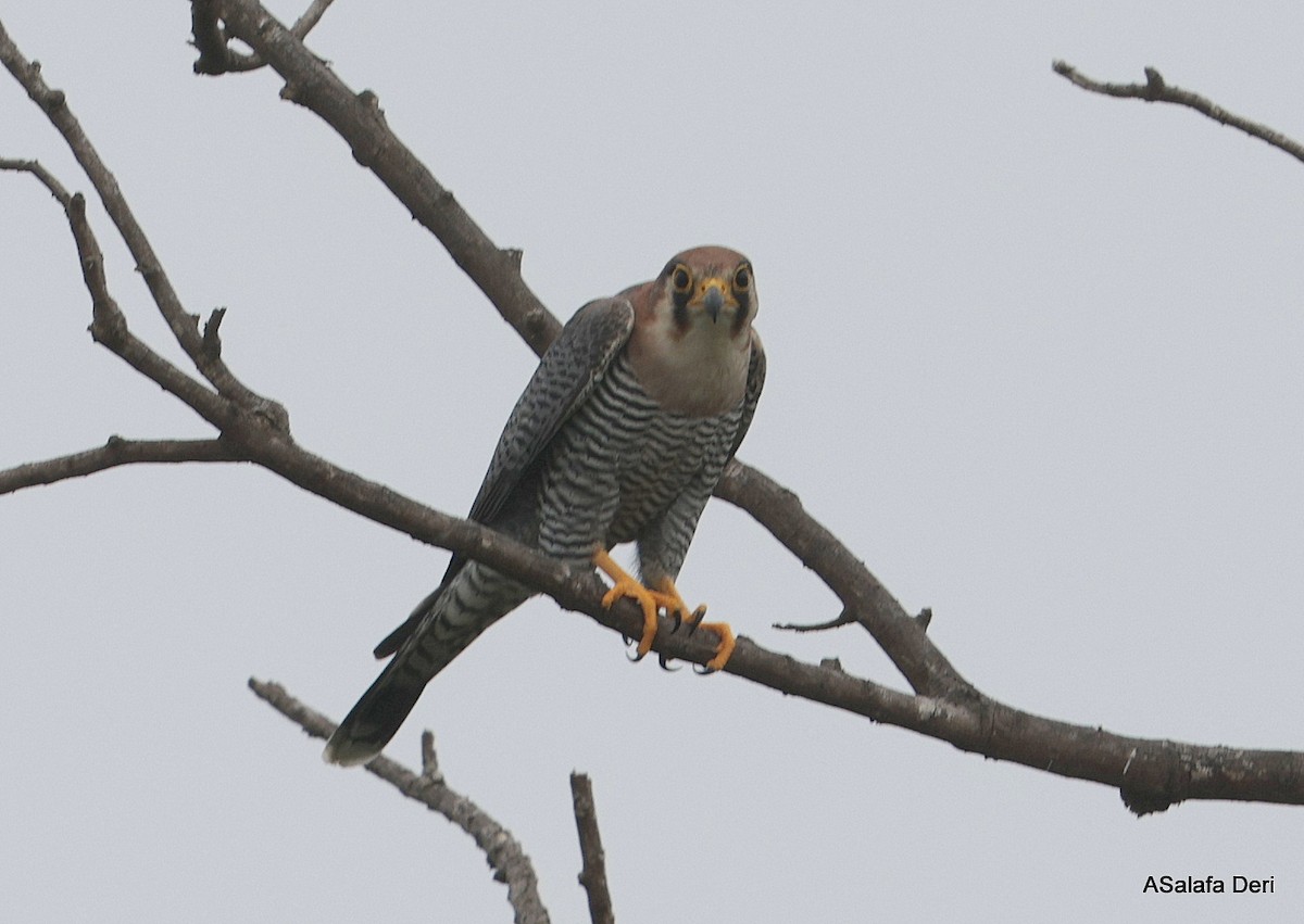 Alcotán Cuellirrojo (africano) - ML612636661