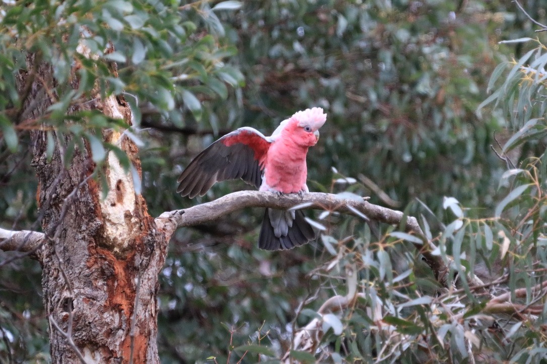 Cacatúa Galah - ML612636677