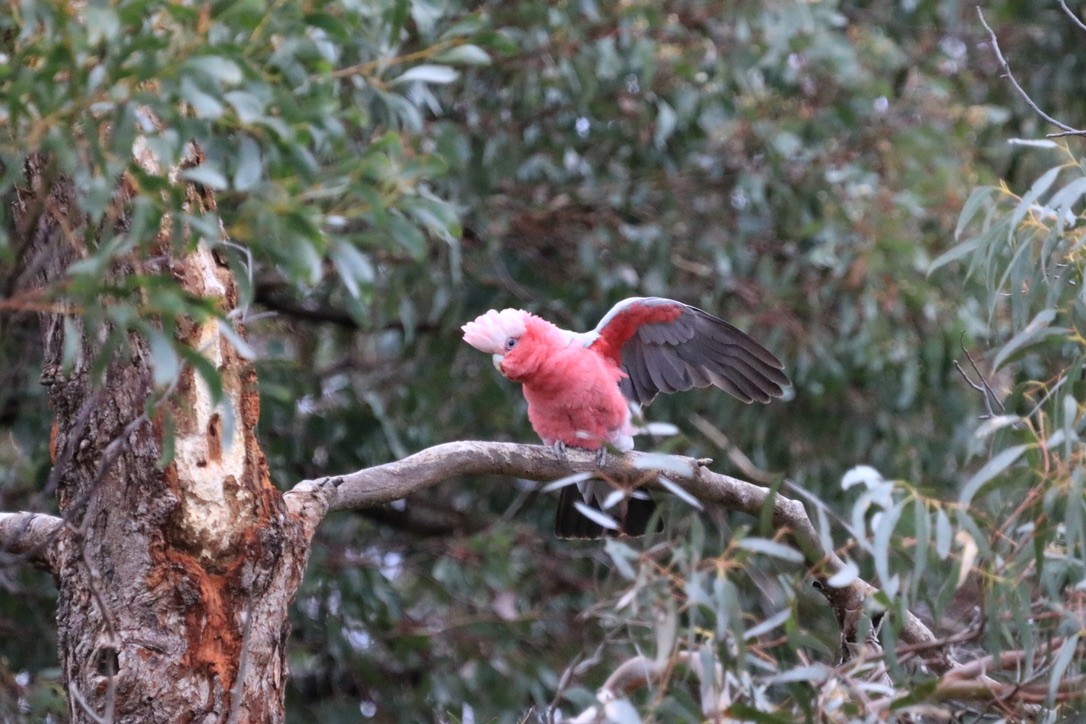 Cacatúa Galah - ML612636680