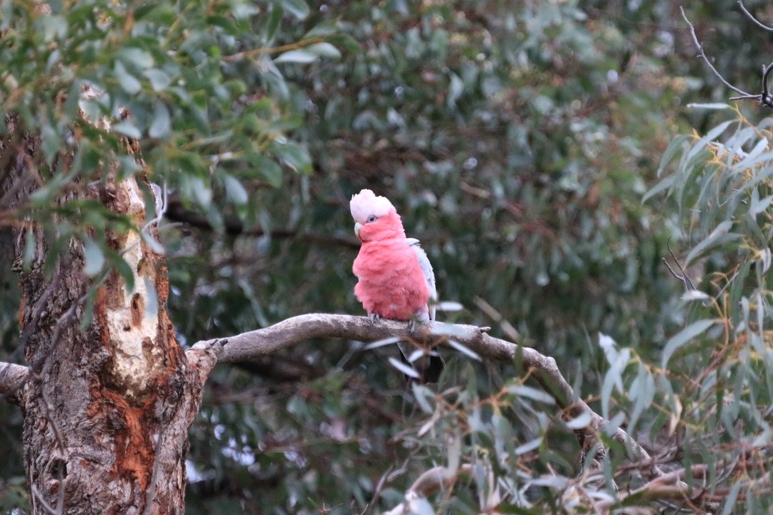 Cacatúa Galah - ML612636681